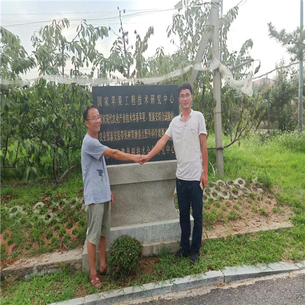 蘋果樹苗  紅肉蘋果苗價格