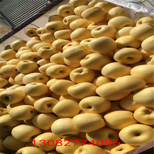 蘋(píng)果苗  新品種蘋(píng)果苗價(jià)格