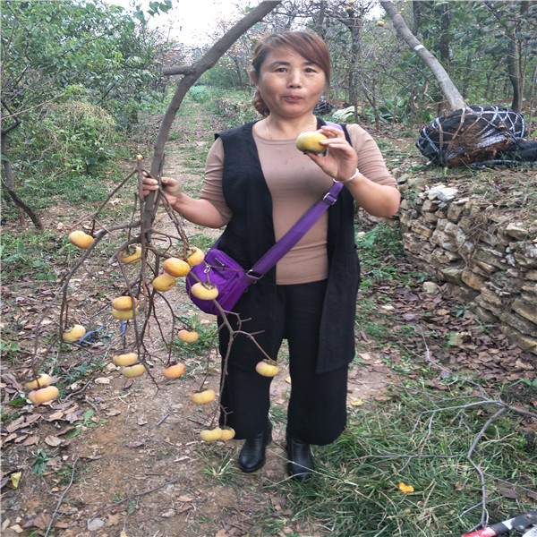 柿子苗什么時候種植  柿子苗什么時候種