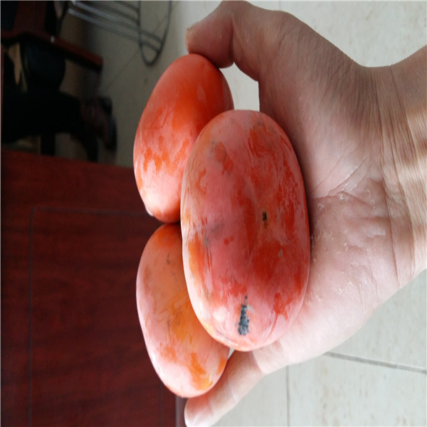柿子樹苗  柿子苗宜什么時候移栽好