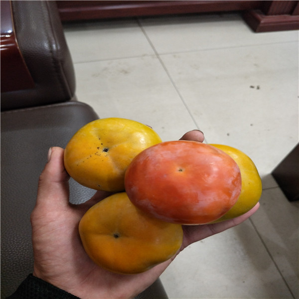 昆明柿子苗批發(fā)  西安臨潼柿子樹苗批發(fā)