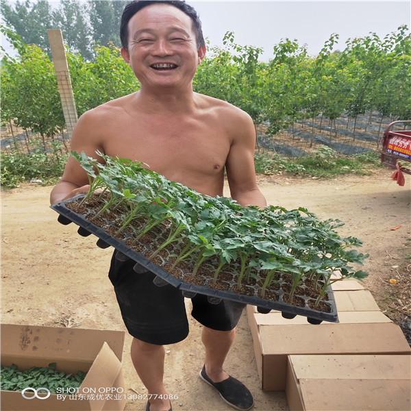 柿子苗哪里有賣的  柿子苗多少錢一棵