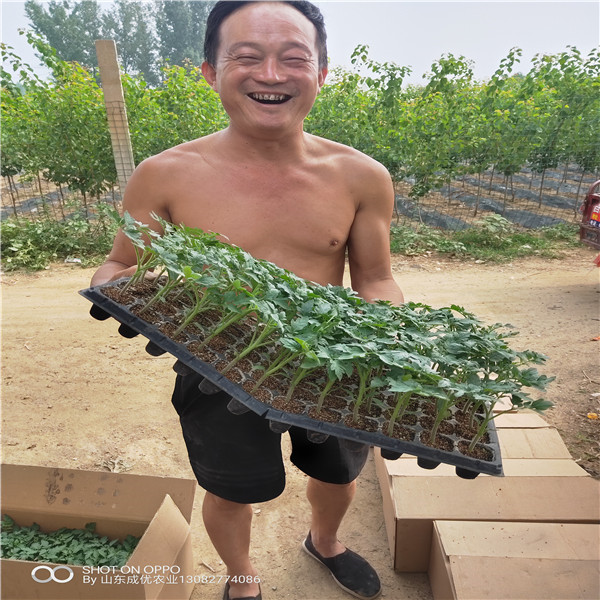 柿子苗什么時(shí)候嫁接  柿子苗什么時(shí)候嫁接