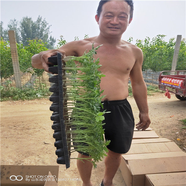 柿子苗價格及圖片  西安臨潼柿子樹苗批發(fā)