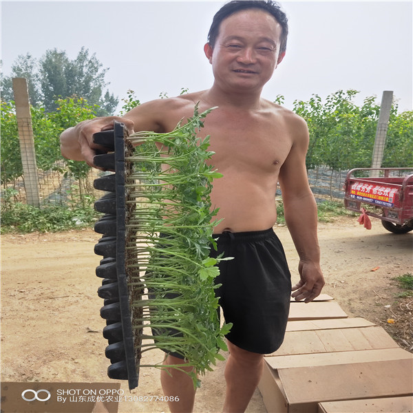 柿子苗圖片  西安臨潼柿子樹苗價格