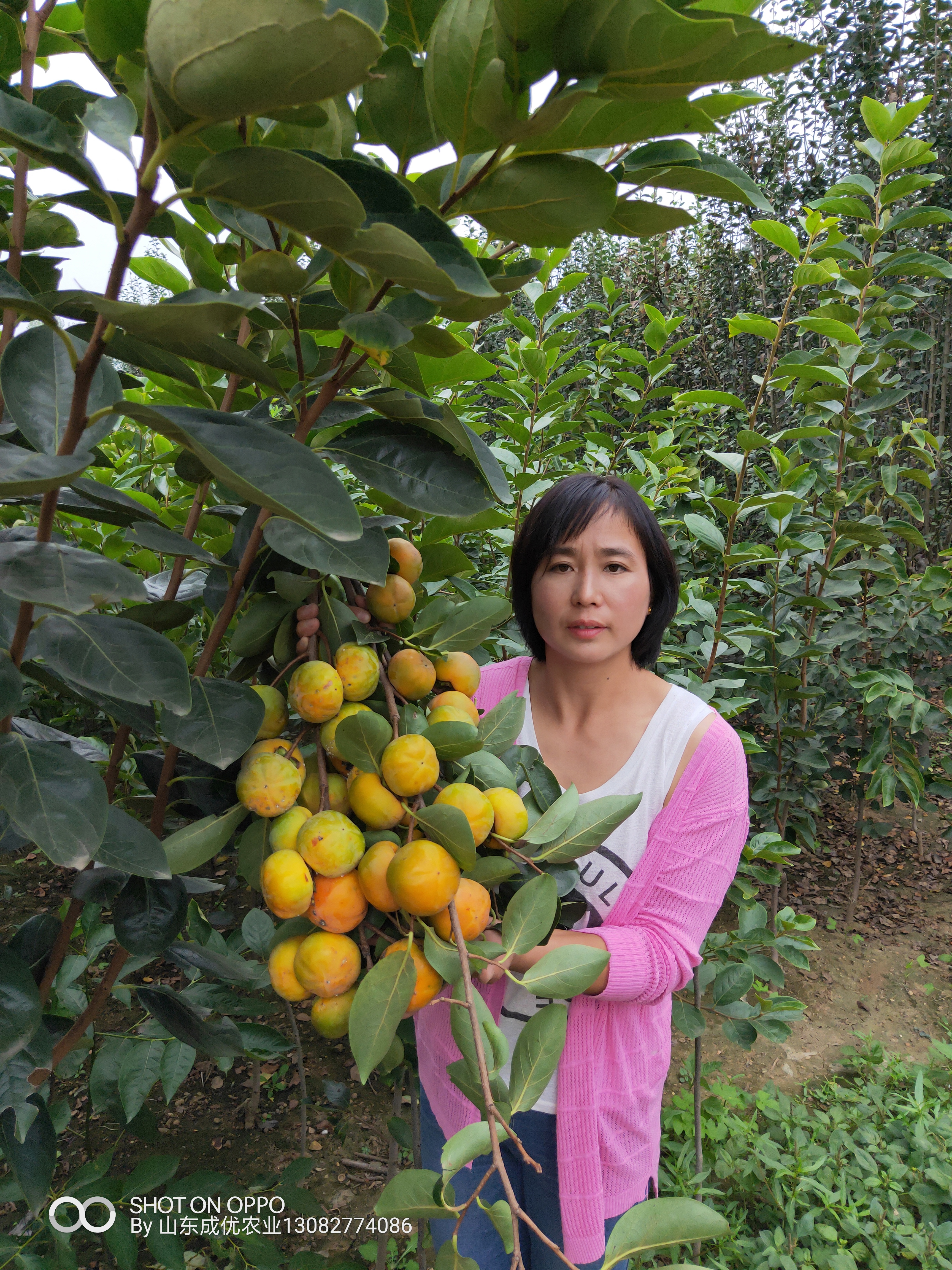柿子苗多少錢一株  柿子苗什么時候種植