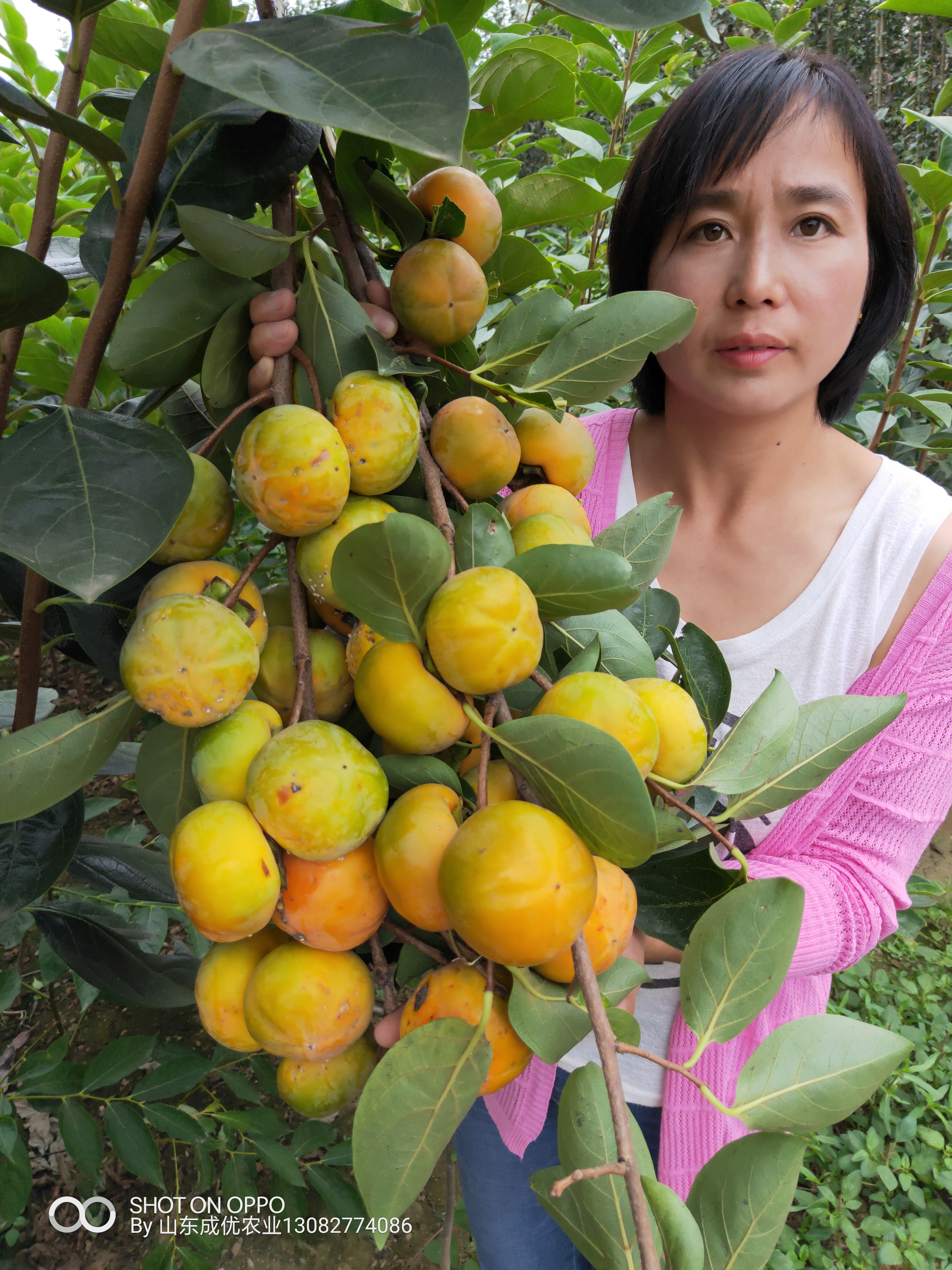 柿子樹苗木  柿子樹苗的培育
