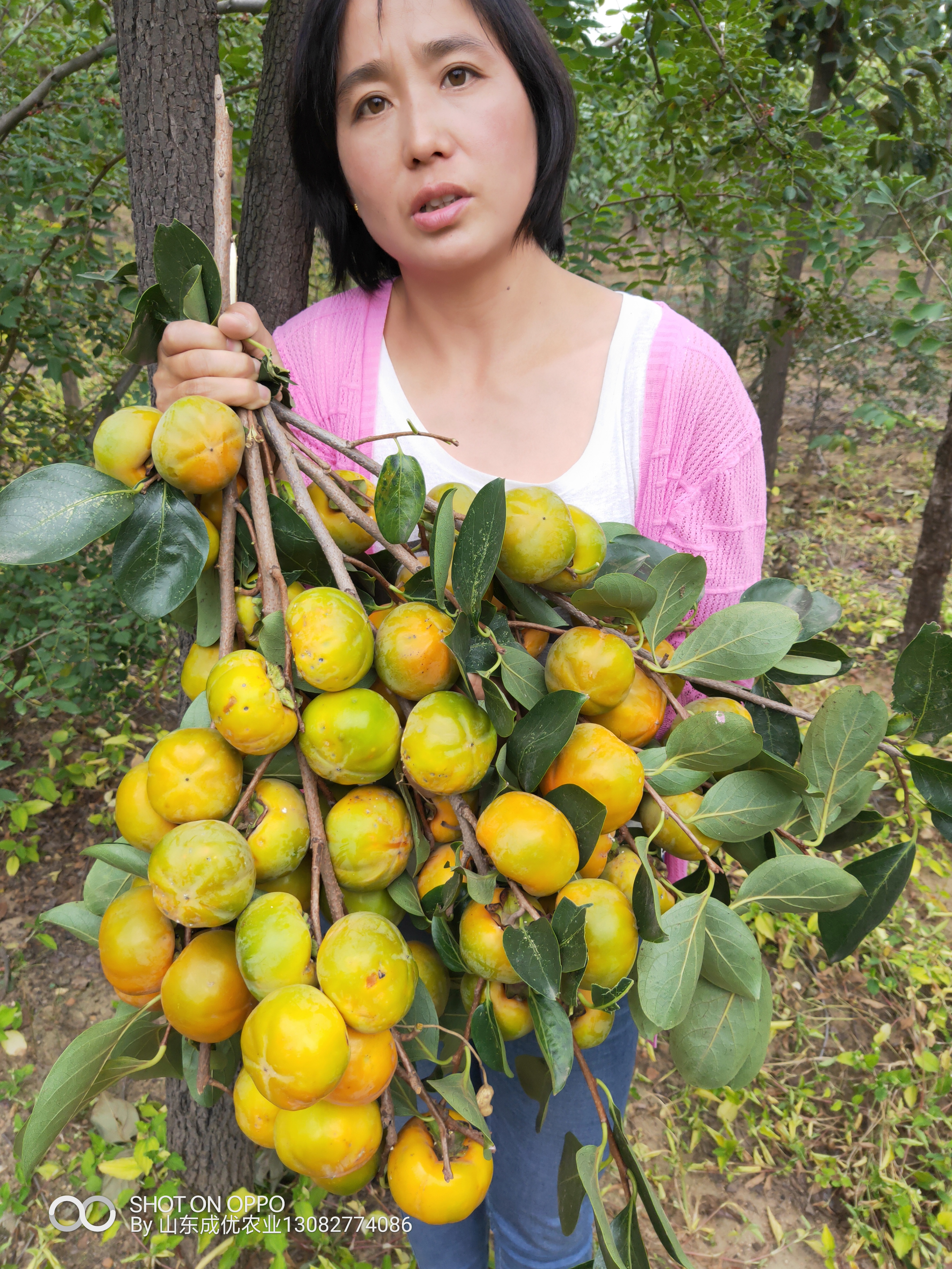 柿子苗價(jià)格  柿子苗價(jià)格廠家