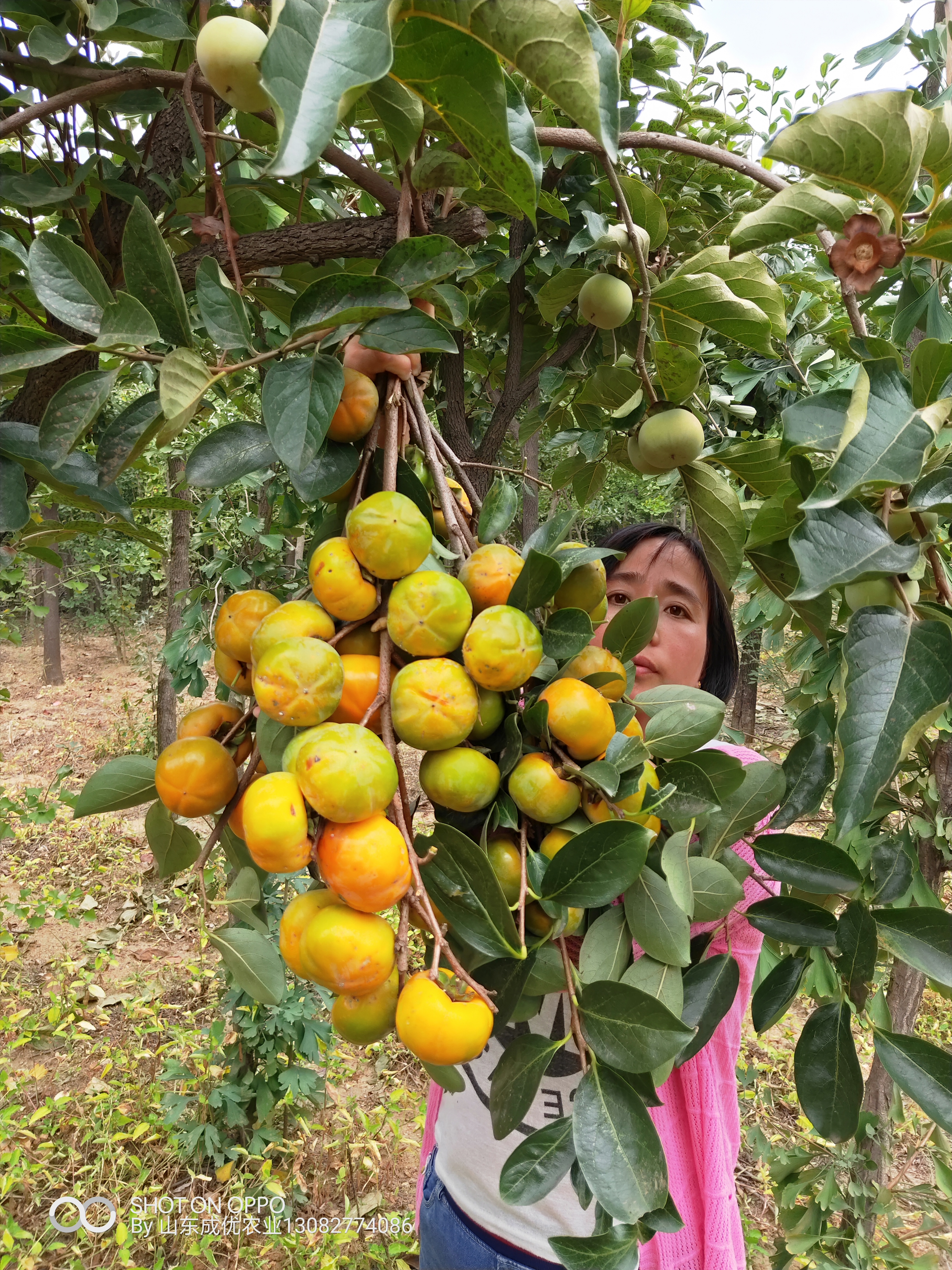 柿子樹苗圖片  黑柿子苗哪里有賣