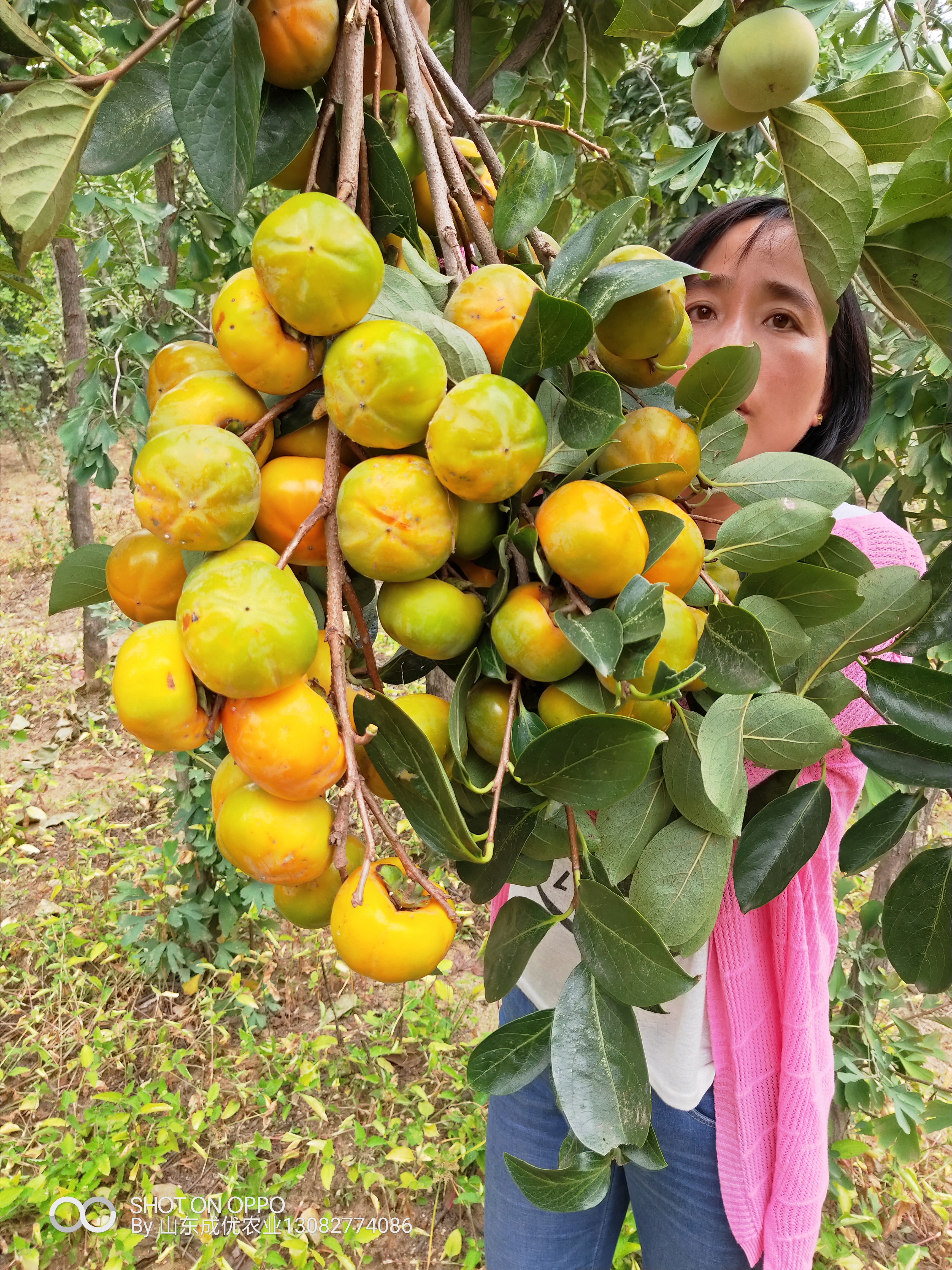 水果柿子苗培育基地  柿子树苗圃