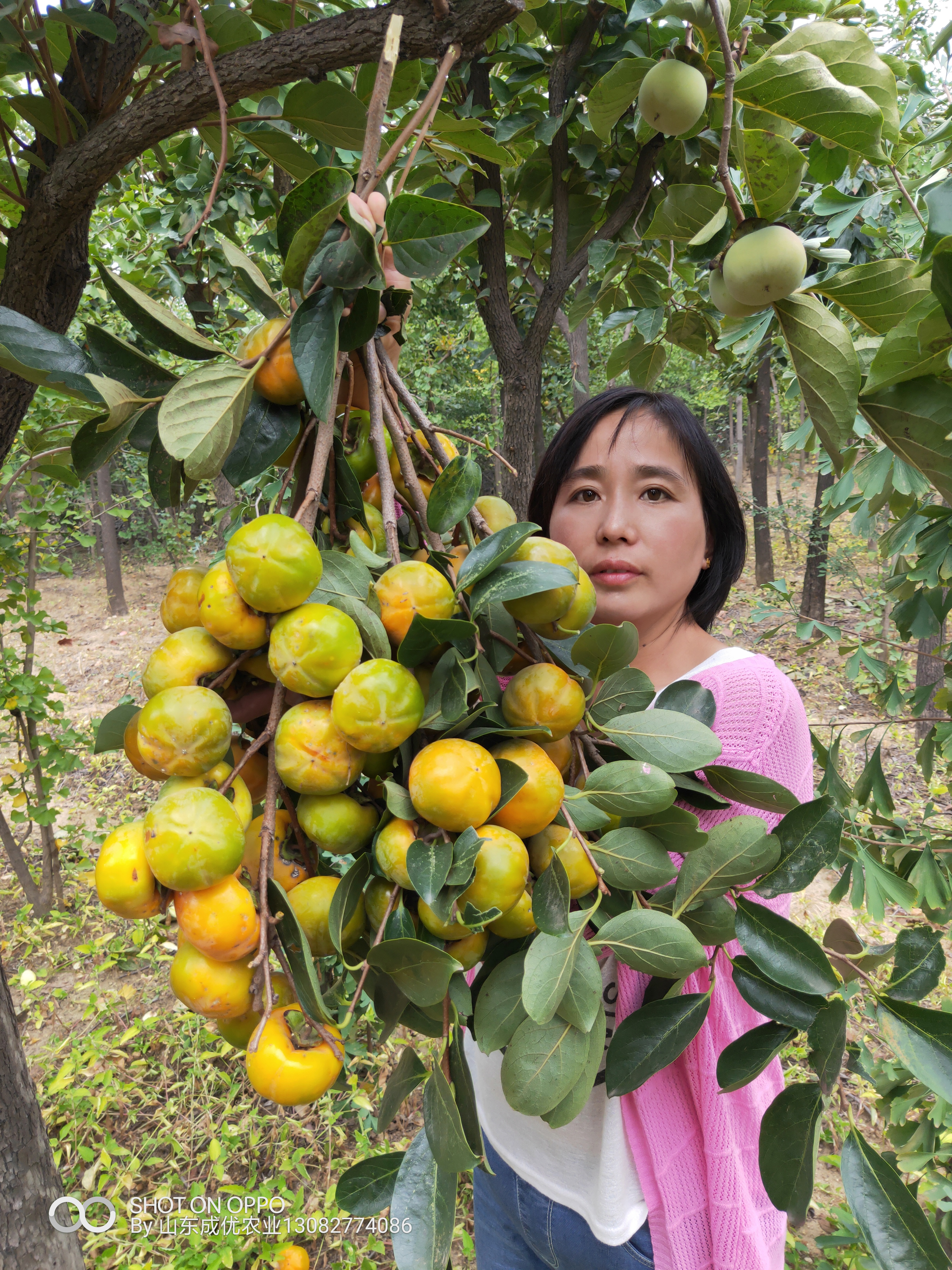 柿子苗哪里買  柿子苗哪里有賣的