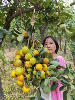 柿子苗價格柿子苗價格廠家