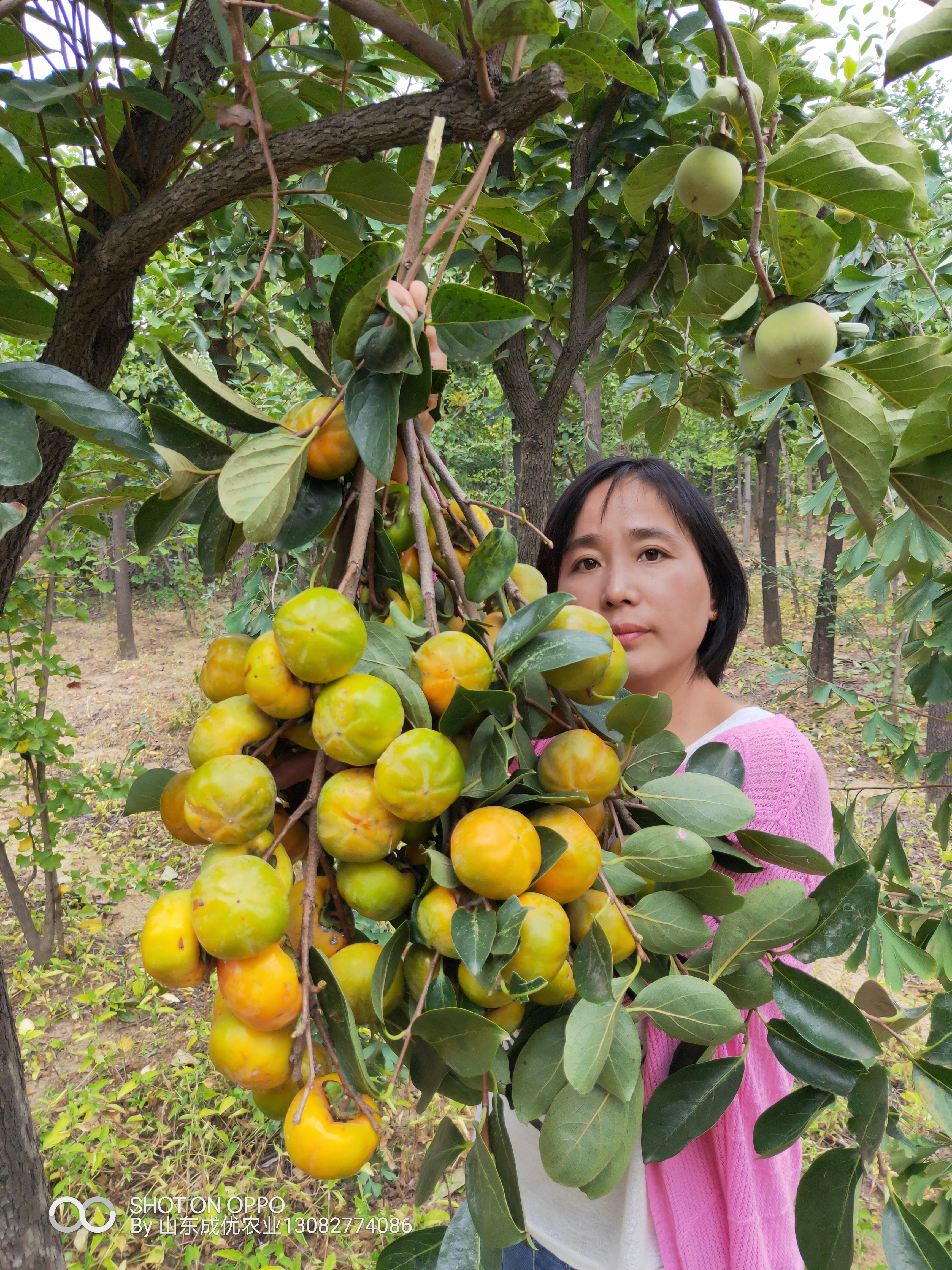 柿子樹苗圃  柿子苗怎么培育