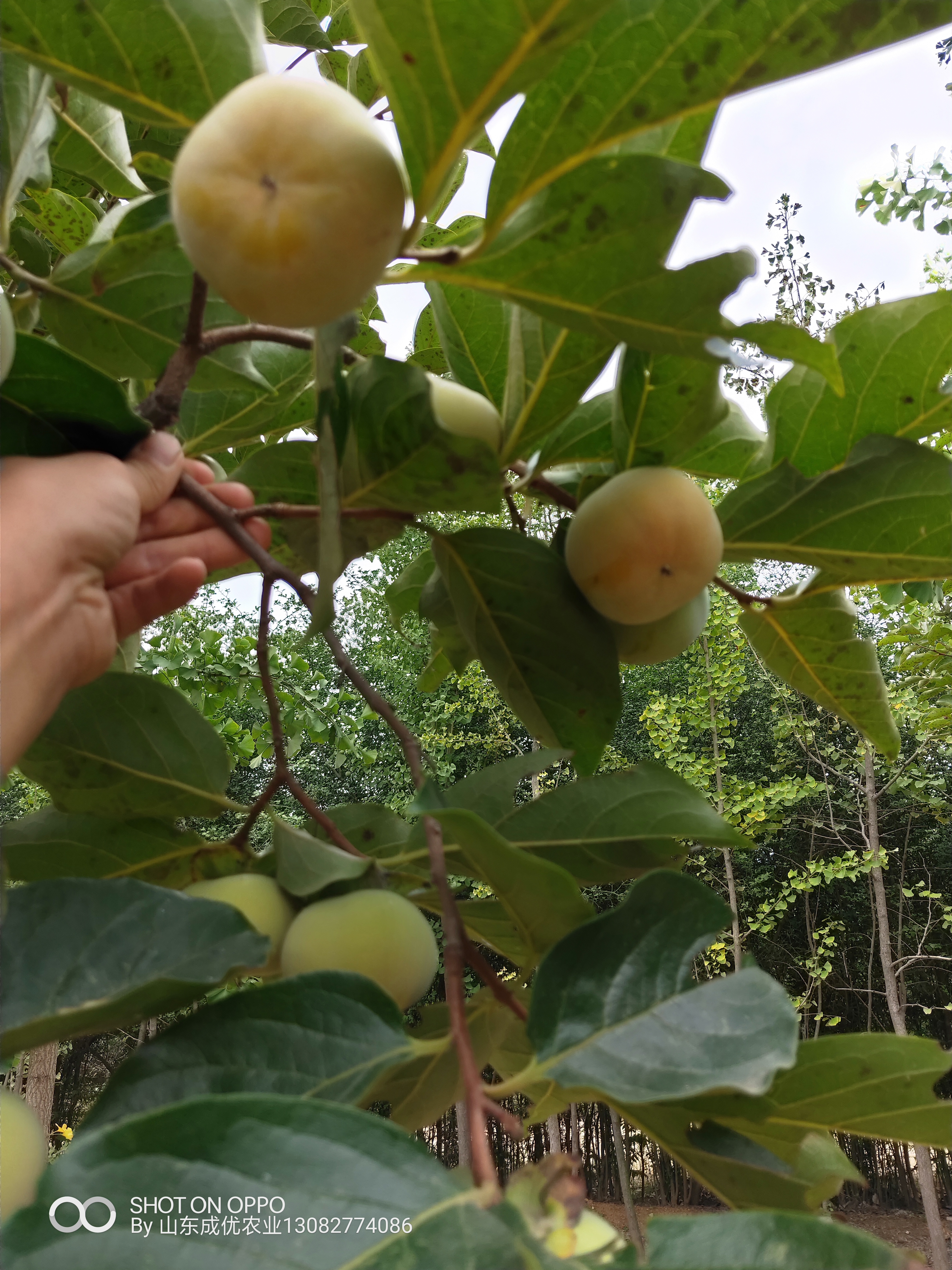 柿子苗多少錢一株  哪里有賣的黑柿子樹苗