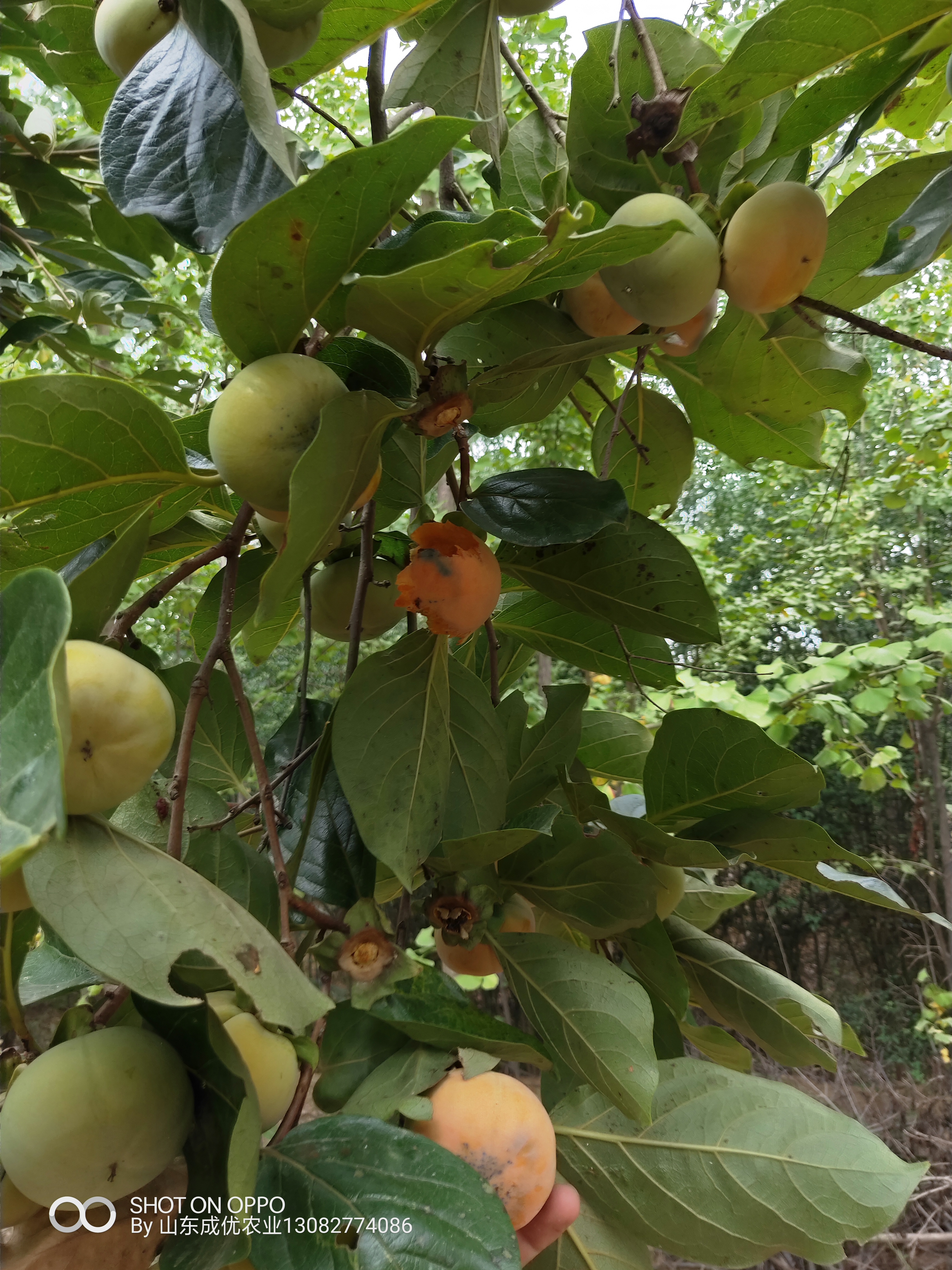 簡陽柿子苗報價  柿子苗報價