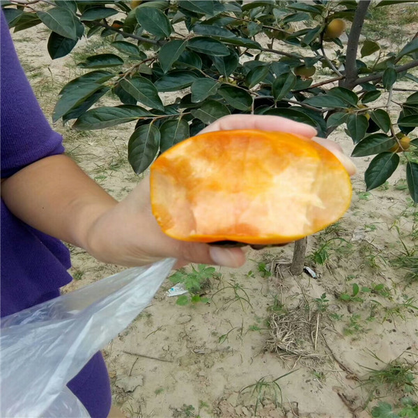 柿子苗哪里有賣的  柿子苗哪里有賣的