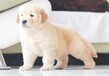 上海浦东哪里有卖宠物狗的金毛多少钱一只