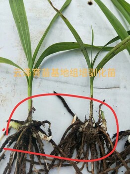 紫花三叉白芨白芨種苗白芨種植白芨基地白芨種子