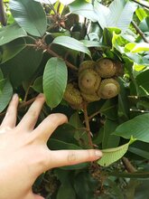 风流果嫁接树苗马古凸厚鳞柯树增掉藤树苗龟头子板栗状阳果树图片