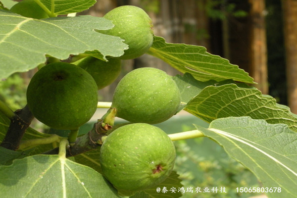 种植芭老内无花果树