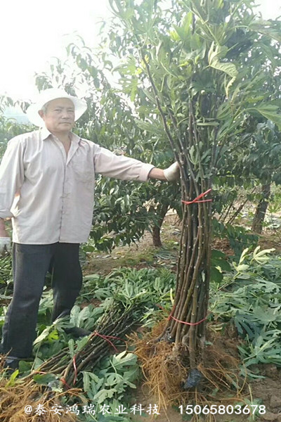 种植芭老内无花果树