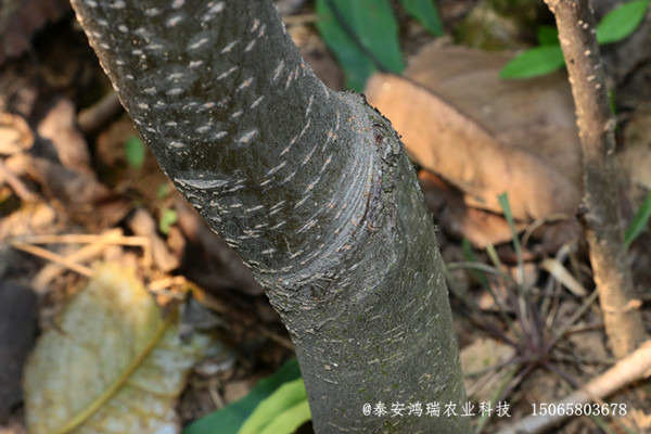 雪花梨树苗|介绍