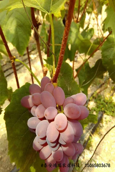 紫乳無核葡萄苗|畝種植棵樹