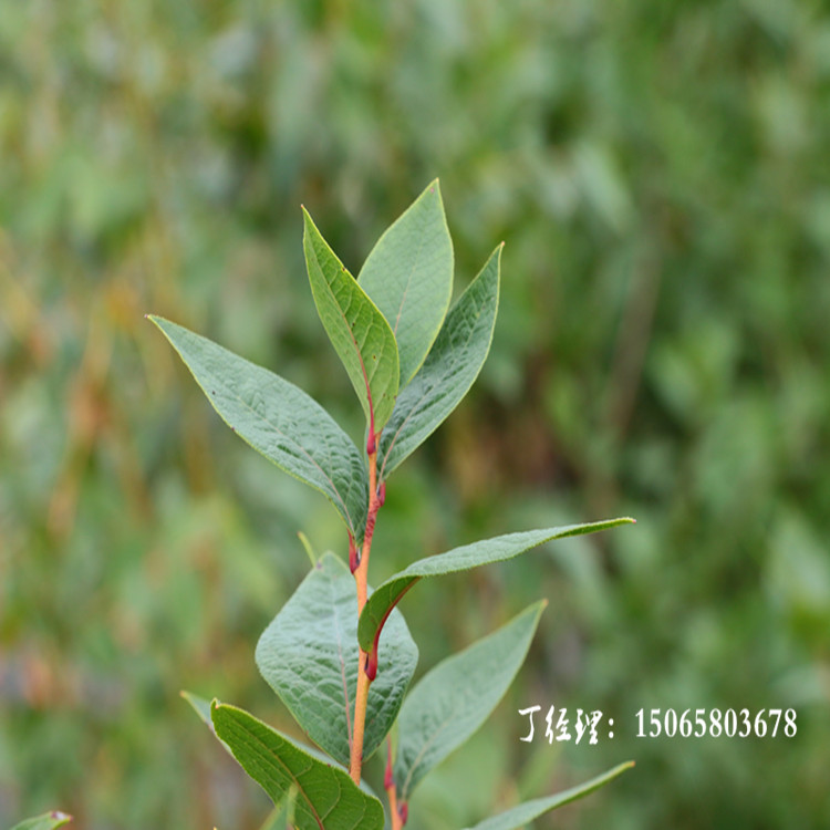 硬蓝蓝莓苗丶矮丛蓝莓苗采购