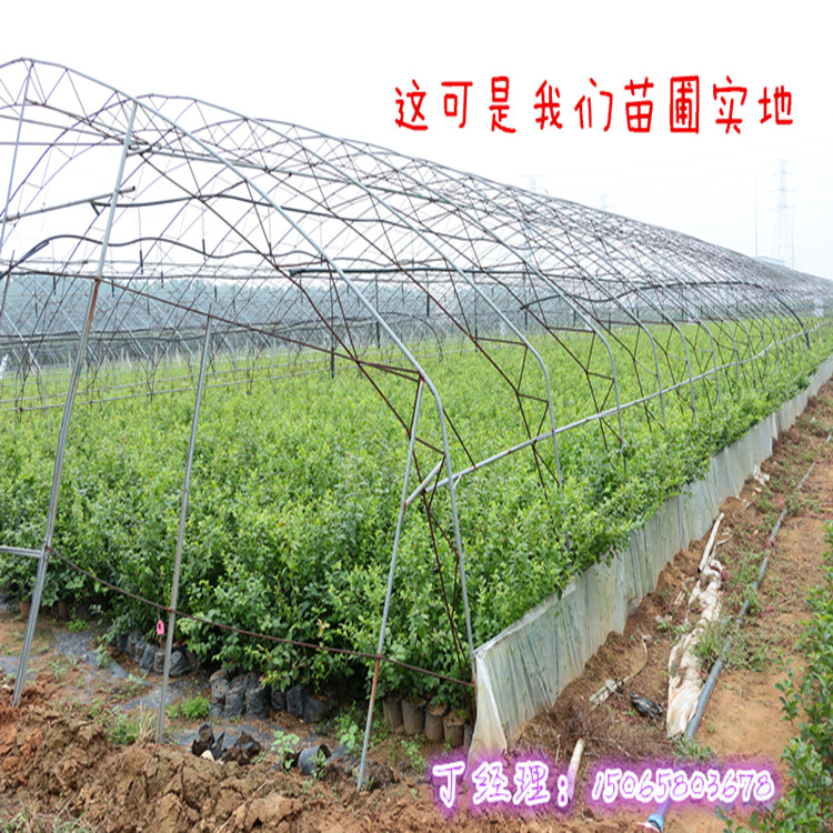 早藍(lán)藍(lán)莓苗丶矮叢藍(lán)莓苗供應(yīng)商