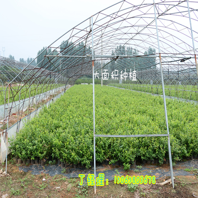 藍(lán)莓苗丶矮叢藍(lán)莓苗修剪