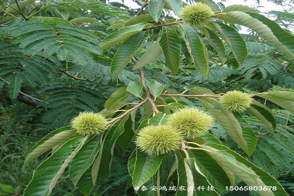 銀葉板栗苗_板栗苗種植技術(shù)