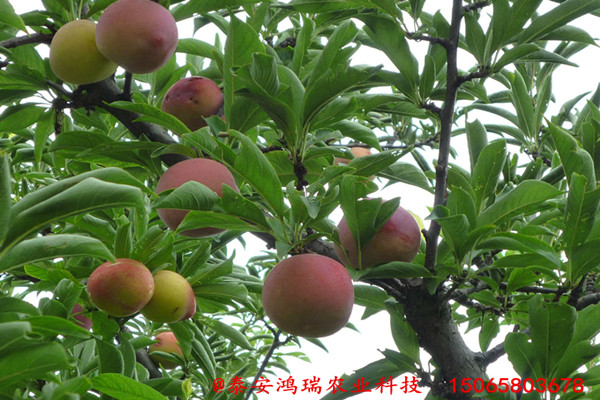 [李子苗供應(yīng)商]浙江嵊泗黑布林李子苗三年樹苗畝產(chǎn)量
