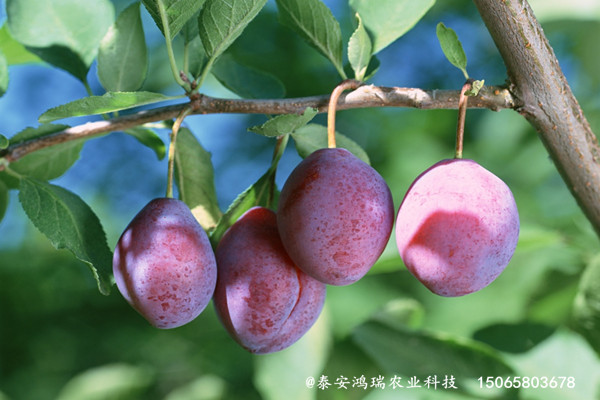 山西代县风味皇后李子苗大棚基地