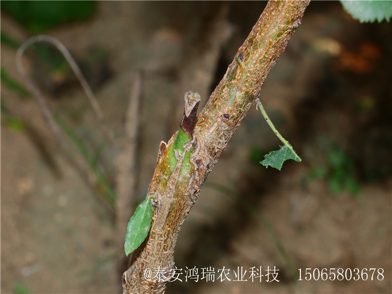 極早熟杏樹(shù)苗長(zhǎng)勢(shì)良好丶新竹極早熟杏樹(shù)苗出售
