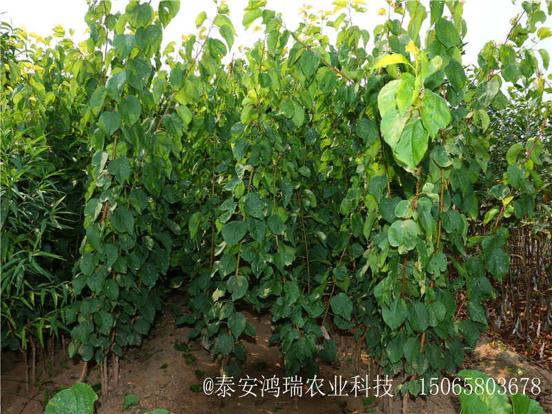 極早熟杏樹(shù)苗長(zhǎng)勢(shì)良好丶新竹極早熟杏樹(shù)苗出售