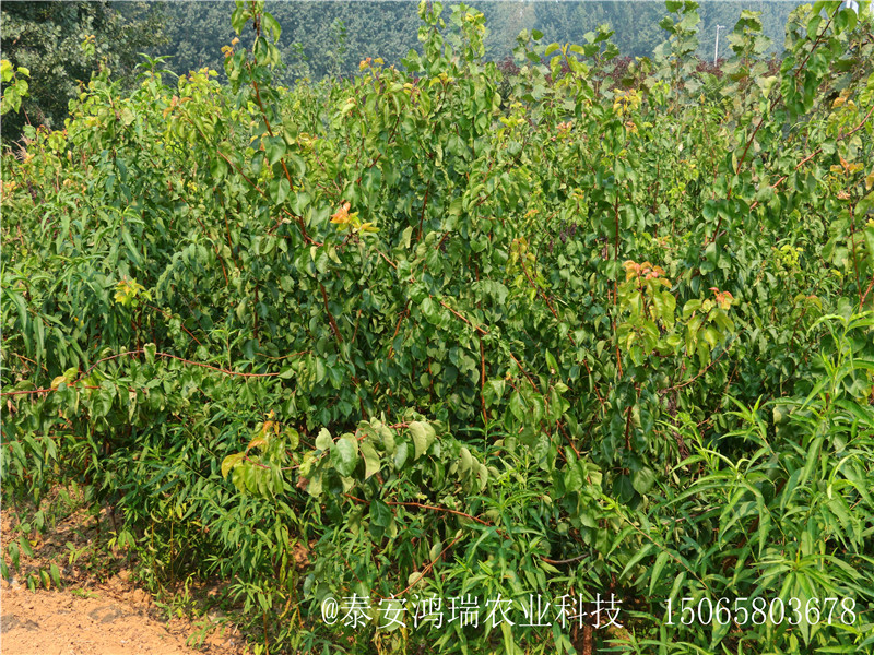 红丰杏树苗长势良好丶广州红丰杏树苗栽培