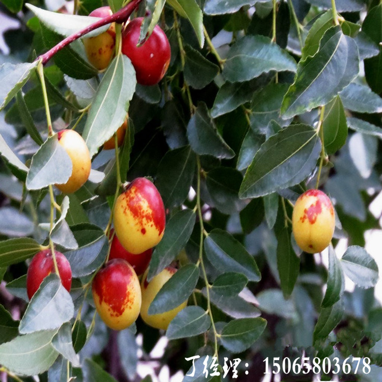 采摘季节蜂蜜罐枣树苗丨蜂蜜罐枣树苗图片