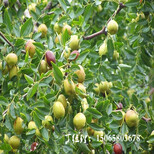 采摘季节蜂蜜罐枣树苗丨蜂蜜罐枣树苗图片图片1