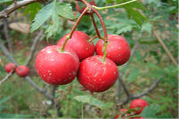 山楂樹苗移栽介紹丶山楂樹苗