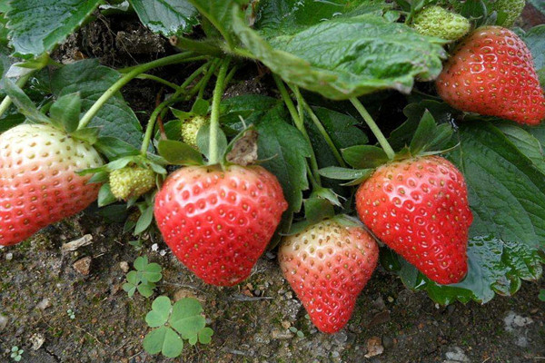 红颜草莓苗亩产