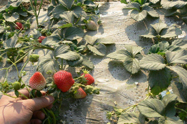 出售杜克拉草莓苗