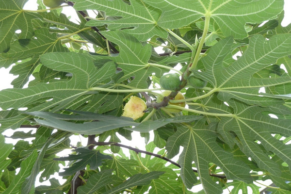 嫁接无花果树出售丨嫁接无花果树移栽介绍