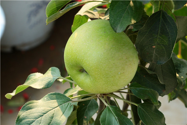 珊夏苹果苗盆栽苗价格