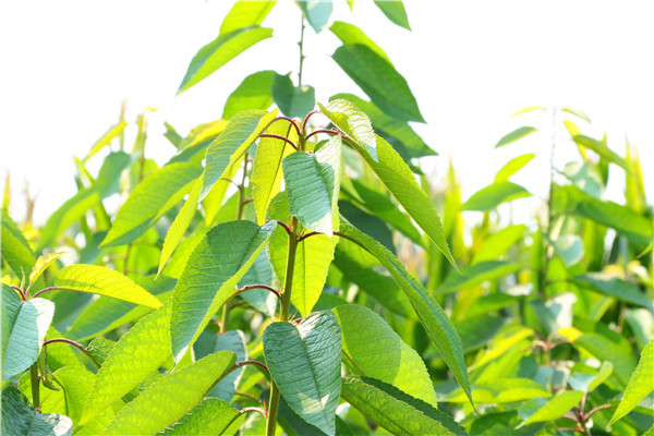 雷尼樱桃树好不好