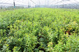 莱格西蓝莓苗厂家七年莱格西蓝莓苗