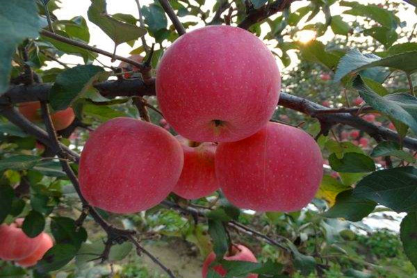 斗南苹果苗移栽种植后期