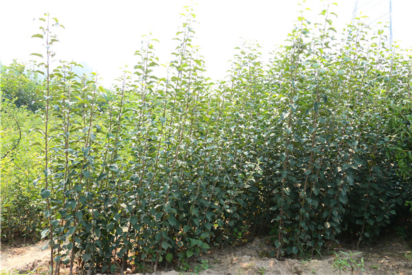 太平洋苹果苗主售基地