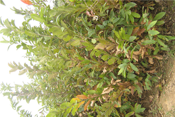 板栗苗板栗苗.板栗苗價(jià)格