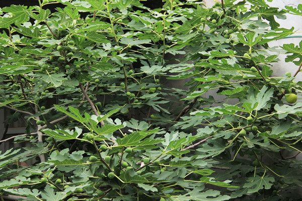 北京無(wú)花果苗  亞當(dāng)無(wú)花果苗  無(wú)花果苗品種