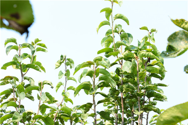 野梨王梨树苗.梨苗种植年限挂果